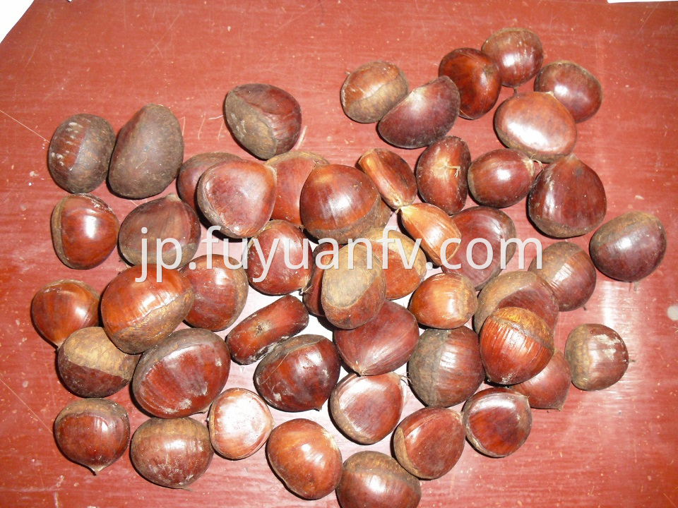 bright chestnut for export 